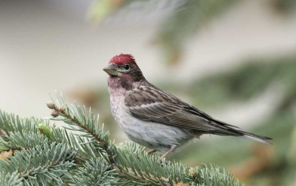 Canada, BC, Kamloops Cassins finch in a pine